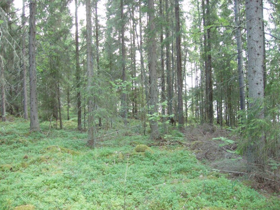 Rantametsissä puusto on varttunutta. Kuva 8. Monikkaniemen itärannassa on varttuneita kuusikankaita.