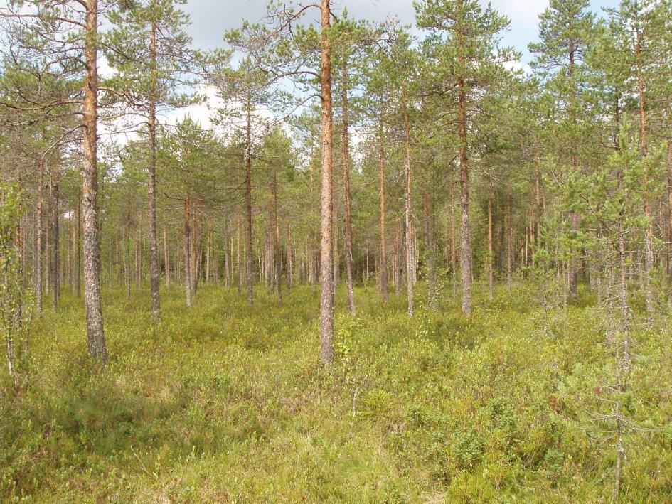 FCG SUUNNITTELU JA TEKNIIKKA OY Kaavaselostus 10 (24) vadelma. Vaateliaampaan lehtolajistoon kuuluvat kaiheorvokki, velholehti, mustakonnanmarja ja sudenmarja.