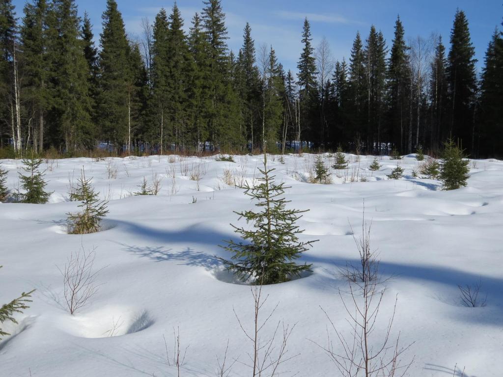 Myös avohakkuulla kohtalainen tulos (1200 kpl/ha >10cm kuusia 5 vuodessa)