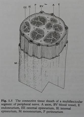 12 Endoneurium ympäröi jokaista aksonia ja sen tehtävänä onkin suojata niitä. Aksonit sijaitsevat endoneuriumin putkimaisen rakenteen sisällä. Endoneurium muodostuu tiiviistä kollageenista.