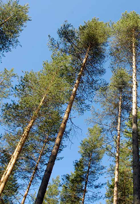 PrimaTimber puun kyllästystä pitkillä perinteillä PrimaTimberin juuret juontavat aina 1950-luvulle, jolloin ilomantsilainen Iivari Mononen alkoi luoda elinkeinoaan puutavarayrittäjänä.