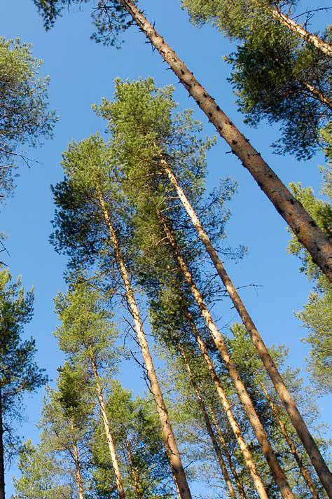 Aluksi toiminta keskittyi raakapylväiden myyntiin, mutta vuosikymmenien aikana pylväitä alettiin kyllästää itse.