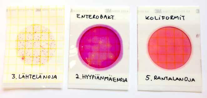 Kuva 5. Bakteeritiheyksien mittaamiseen käytetyt 3M Petrifilm alustat. Vasemmalla heterotrofisten aerobisten bakteerien kokonaismäärän laskemiseen sopiva alusta. Pesäkkeet näkyvät punaisina pisteinä.