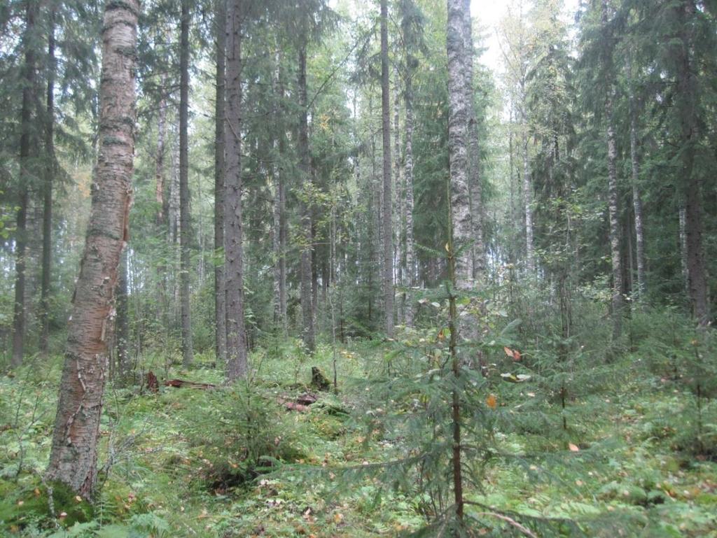 FCG SUUNNITTELU JA TEKNIIKKA OY Raportti 7 (12) 23.9.2015 Kuva 5. Varttuvaa, harvahkopuustoista metsäaluetta suunnitelma-alueen keskiosissa.