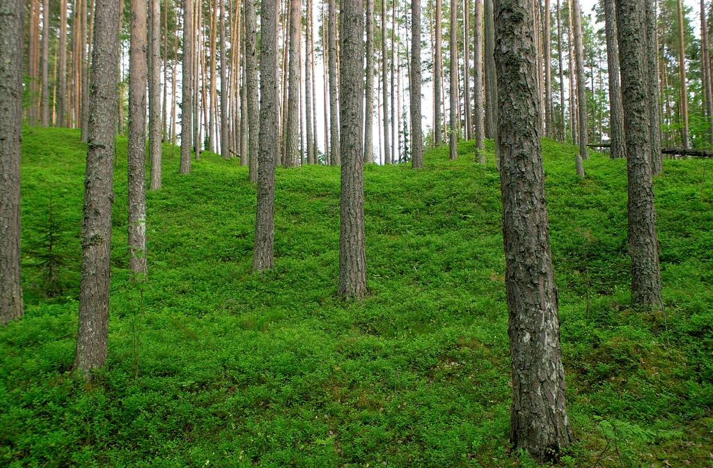 Metsäluonnon monimuotoisuusnäkökulman tärkeys valtavirtaistuu paljon jo lähitulevaisuudessa