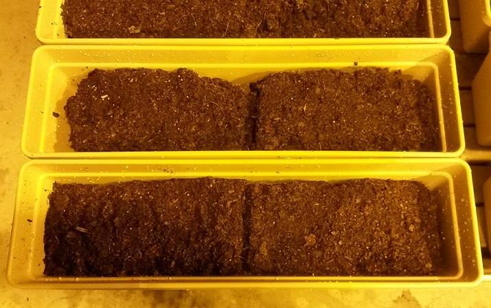 11 turvelevyä, mutta nämä olivat liian leveitä ja yhdessä liian pitkiä kokeen laatikoihin. Turvelevyjen muokkaamiseen sopiviin mittoihin käytettiin veistä ja käsin murtamista. Kuva 4.