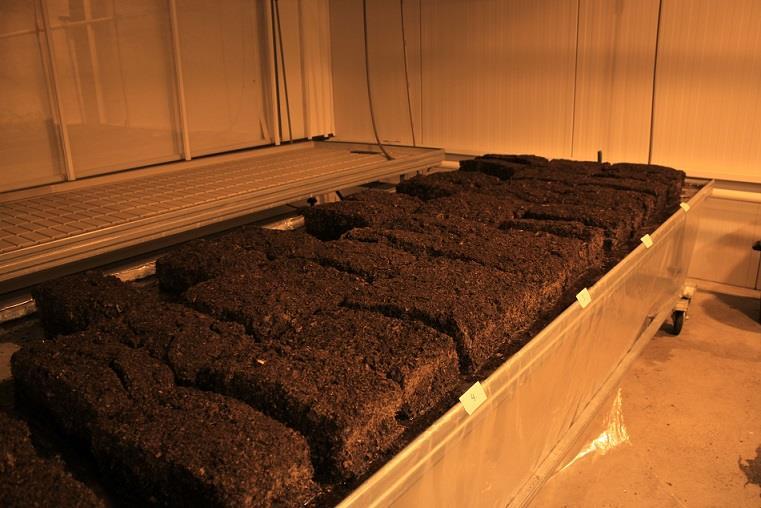 12 Kuva 5. Turvelevyt kostumassa pauliinabegoniakoetta varten Taimet istutettiin laatikoihin, kun kaikki kasvualustat olivat valmiina parvekelaatikoissa ja koesuunnitelman mukaisilla paikoilla.