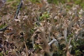 ISOHIRVENJÄKÄLÄ (islandslav) Cetraria islandica Tuntomerkit: Isohirvenjäkälä eli islanninjäkälä voi kasvaa jopa 10 cm korkeaksi.