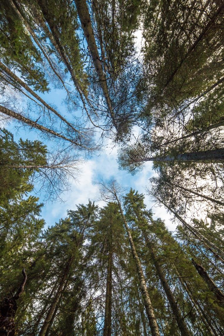 Bioenergian tukijärjestelmät Fortumin näkemys Biomassan käyttöä tulee edistää markkinaehtoisesti EU:ssa.