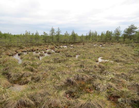 Luontodirektiivin IV-liitteen lajeista Lammelta ja sen läheisyydestä on havaittu liito-orava, viitasammakko ja täplälampikorento (Kuva 2.28).