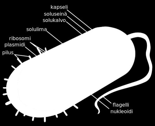 6. Bakteerien rakenteesta Alkeellisia yksisoluisia, esitumallisia eliöitä, joilla ei ole tumakelmua.