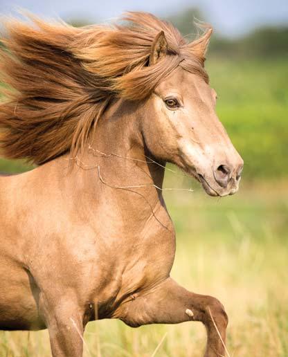 Hesta Mix Müsli Lisäenergiaa suoristuskykyyn ja voimaa lihaksille työssä oleville hevosille.