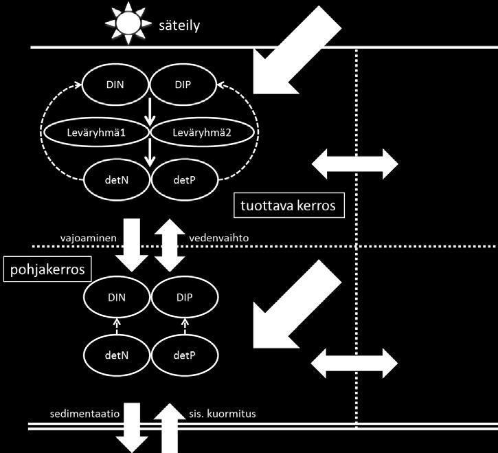 Kuvasta puuttuu selkeyden vuoksi kokonaisravinteet, joita käsitellään konservatiivisina merkkiaineina mallin laskemaa detrituksen (detn ja detp) vajoamishävikkiä lukuun ottamatta. 4.5.