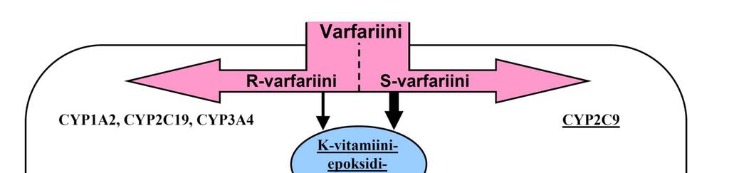 Varfariinin