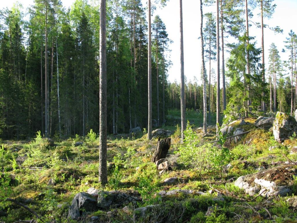 Luontoselvitys 12 (13) Maastokäynnin yhteydessä ei tehty havaintoja nisäkkäistä ja tiedossa ei myöskään ole havaintoja uhanalaisista eliölajeista.