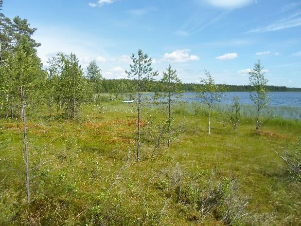 Myllylahden pohjoispuolella aina Kiviniemeen asti rantaa reunustaa melko leveä sara- ja heinäluhtareunus (ks kuvat 13a). Ranta-alueet ovat ojikkoa. Mänty on vallitseva puulaji.