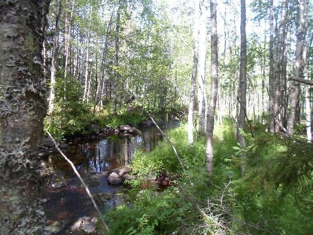 Vanhaa seka- tai lehtimetsää ei juuri ole. Harvennushakkuita on toteutettu pitkin rantaa.