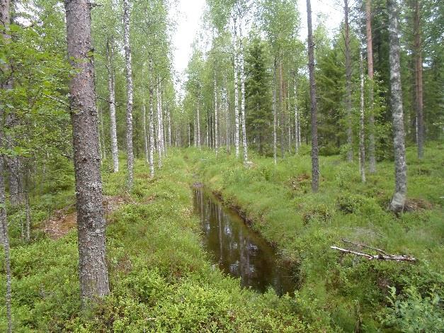 Veneenlaskupaikasta itään on runsaasti ruohokanukkaa ja etenkin länsipuolella mesiangervoa on rannassa runsaasti (vanhan peltoalueen ympäristössä).