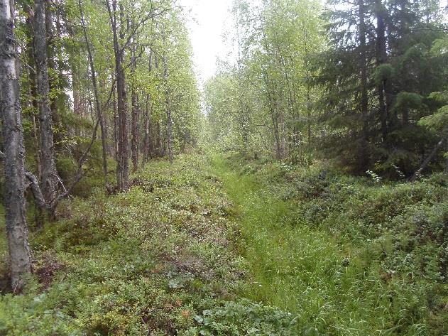 em. drumliiniselänteiden väliin laskeva metsäoja. Kuvat 8ab.