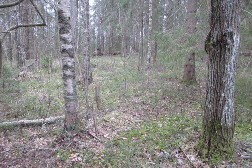 10 kin reunimmaiset niistä saattavat olla käytössä liito-oravien ruokailupuina samoin kuin metsänreunan ja parkkipaikan välissä kasvavat nuoret haavat ja harmaalepät.