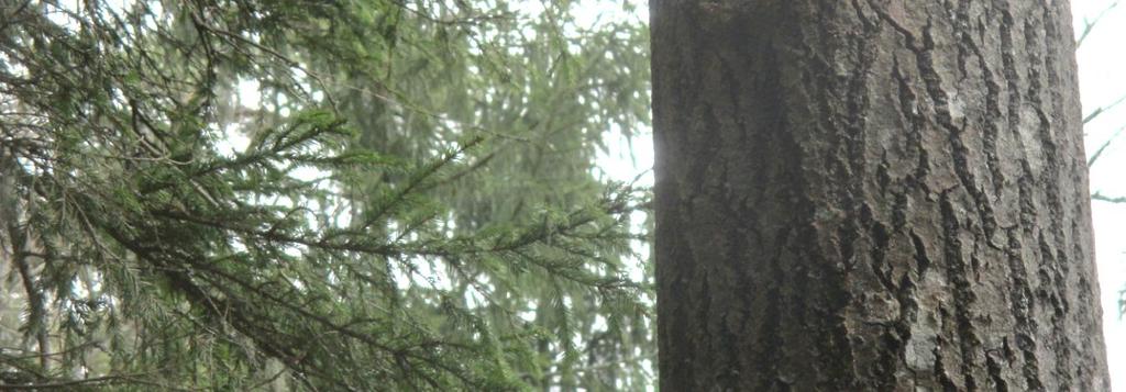 Metsän itäosa on huomionarvoinen myös järeän puuston, lahopuuston ja rehevän kasvillisuuden takia. Se myös täydentää linnustoltaan huomionarvoista rantametsäaluetta.