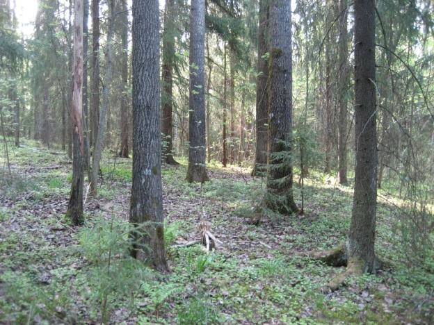 11 Arvo: Kumparemetsä on luontodirektiivin liitteen IV(a) lajeihin kuuluvan liito-oravan elinpiirin osa tai liikkumisreitti, jossa voisi sijaita myös elinpiirin ydinalue.