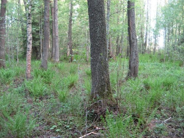 Alue on osa linnustoltaan huomionarvoista rantametsäaluetta. Suositus: Liito-oravien esiintyminen alueella tulee ottaa huomioon maankäytön suunnittelussa ja metsänhoidossa.