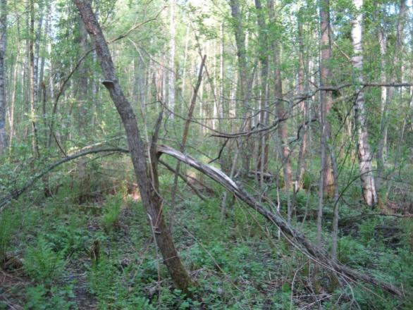 13 Kuvat 16 ja 17. Lehtipuustoa ja lahopuustoa länsiosan entisellä pellolla toukokuussa 2012 ja huhtikuussa 2015. 10.