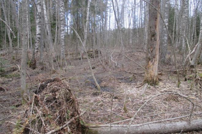 Skinnarilankadun varressa parkkipaikan pohjoispuolella oli syksyllä 2004 liito-oravan papanoita kookkaan kuusen alla (Hugg ym. 2005).