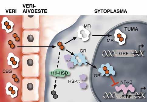 Kuva 2. Kortisolin signaalin välittyminen glukokortikoidireseptorin (GR) ja mineralokortikoidireseptorin (MR) kautta geenien säätelyyn.