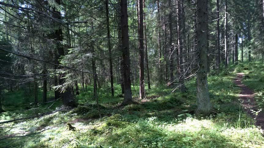 46 7.5 Vaikutukset luonnonympäristöön Laajavuoren virkistysalueen laitaan tämän yleiskaavan etelärajalle sijoittuva Lammakesuo on merkitty kaavaan luonnonsuojelualueena (SL).