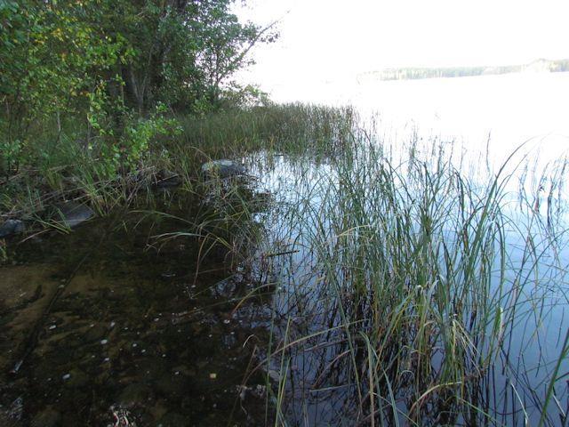 lajistoksi. Uhanalaisia tai rauhoitettuja kasvilajeja ei todettu. Myös alueen lintulajisto todettiin tavanomaiseksi.