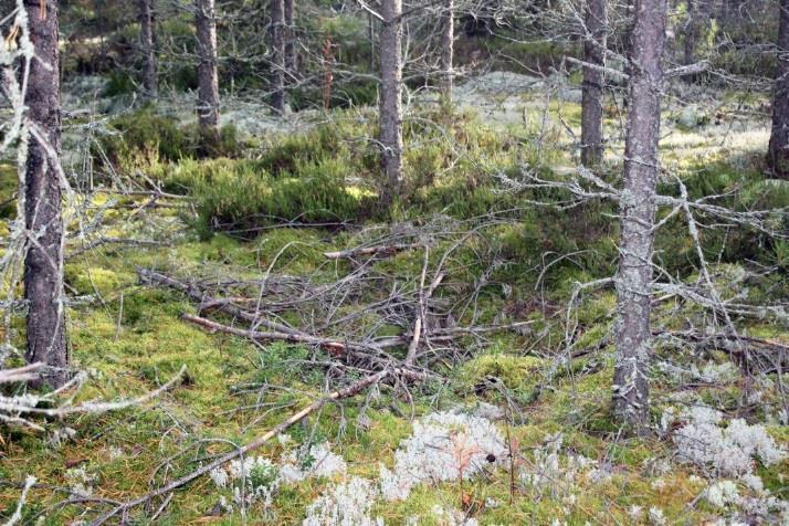 Kuoppa nro 70 muinaisjäännösalueen keskiosassa, kuvattu pohjoisesta. AKDG 5067:15 Muinaisjäännösalueen eteläosassa havaittiin lisäksi tervahautojen (kts. 5.3) läheisyydestä kolme pientä kuoppaa (nro 72-74) noin 99,1-99,5 m mpy.