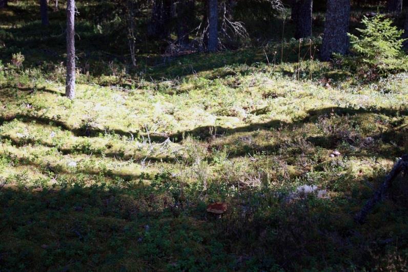 Maakairalla havaittiin painanteen pohjasta huuhtoutumiskerrosta. Painanne nro 5 sijaitsee tervahautojen (kts. 5.3) läheisyydessä ja on soikeahko, 2,5 x 2,0 m laaja ja noin 0,2 m syvä.