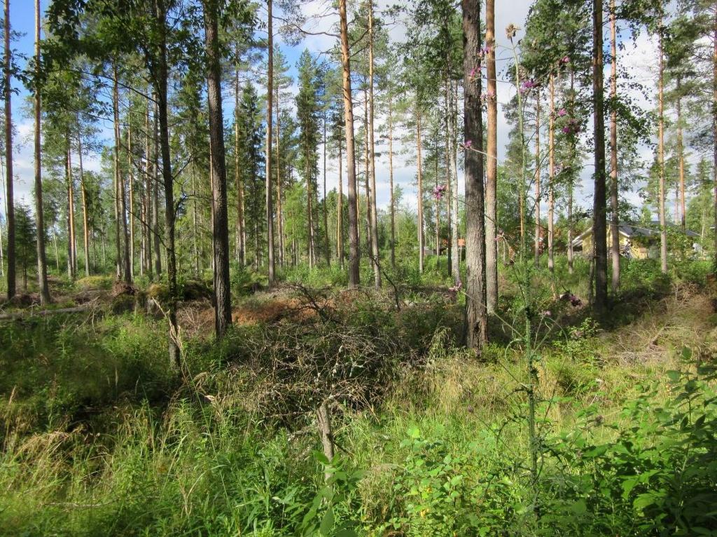 Kaavoitettavaa omakotialuetta jo rakennetun