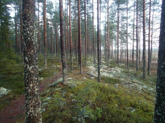 5 Kauhajoen Lauhavuoren hyvin tutkitun rannansiirtymisen käyrästä projisoituna muinainen Itämeri oli tällä alueella 120 m korkeustasolla noin 7000 ekr.,itämeren Ancylusjärvivaiheen lopussa.