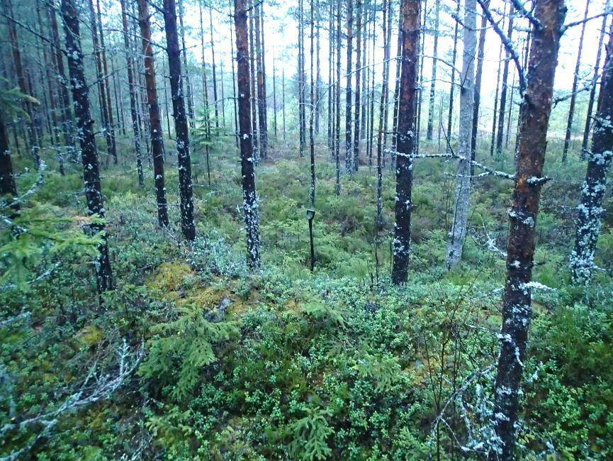 9 Tervahaudan etelänpuoleista vallia etualalla. lapio haudan keskellä. Pohjoiseen. Alla kauempaa kuvattuna.