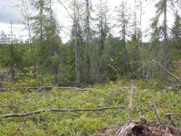 Ympäristöseurannan mukaan vuoden 2015 normaaleissa uudistushakkuissa hakkuualalle jätettiin keskimäärin 11,7 Metsähallituksen metsätalouden ympäristöoppaan mukaista arvokasta säästöpuuta