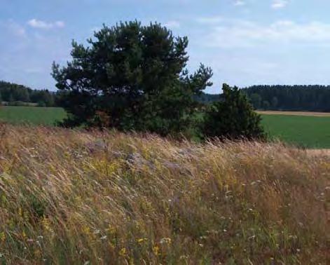 sopii kokonsa puolesta laitumeksikin. Erityistuella tuettaviin toimenpiteisiin voi ottaa mukaan kiviaidan esiin raivaamisen. 56.
