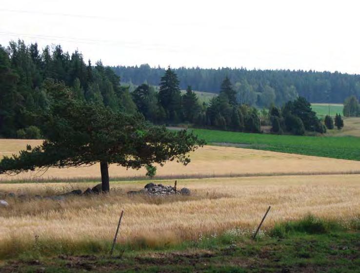 tukeen rajata mukaan myös niemekkeen pohjoispuolen vanhaa metsälaidunta. 58. Metsäsaarekkeet (++) Suurin saareke on hakamainen ja haapavaltainen. Sillä kasvaa niittykasveista mm.