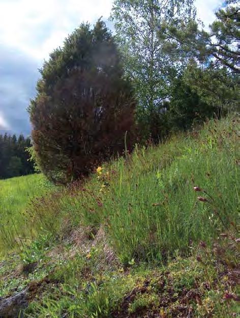 tuomi. Kenttäkerroksessa kasvavat valkovuokko, kultapiisku, koiranputki, niittynurmikka, ahomansikka, niittyleinikki, kurjenkello, metsäalvejuuri ja ketunleipä.