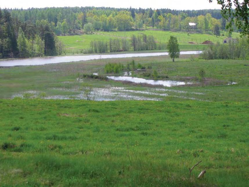 97. Entiset pellot (+) Avoimia nurmipuntarpäävaltaisia entisiä peltoja kylätien varrella. Varsinkin eteläisempi on kasvamassa umpeen.