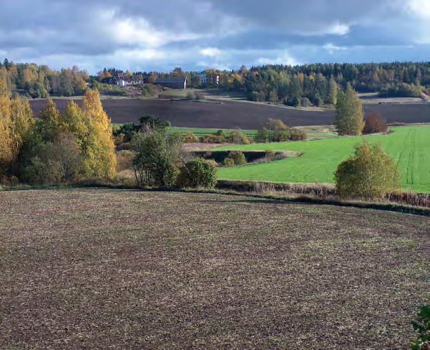 Ristinkulman kylän vaihteleva peltomaisema kylpee syksyn valossa. puuna on koivu, mutta myös mäntyä, raitaa, haapaa, tuomea, pihlajaa ja taikinamarjaa kasvaa tällä alueella.