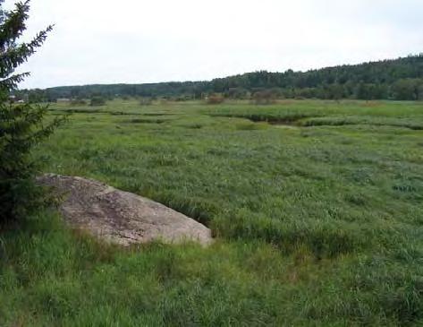 nurmipuntarpää, valkovuokko, kielo, kurjenkello, metsäkurjenpolvi, kultapiisku, päivänkakkara, metsäapila, särmäkuisma, tuoksusimake, ahomansikka, mäkitervakko ja ahdekaunokki.