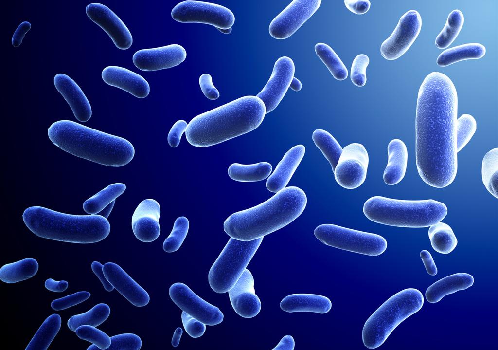 HomCare Bakteerit Sisäelimissämme on noin 100.000 miljardia bakteeria.