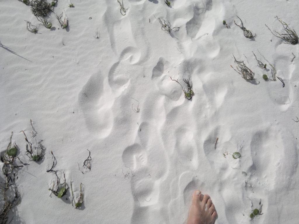 aikaansaa hauskan äänen jalan pohjassa.