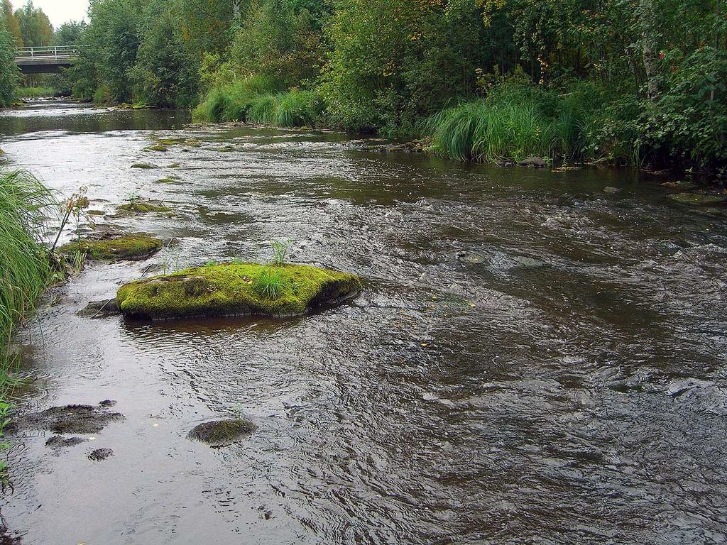 Vepsänjoki