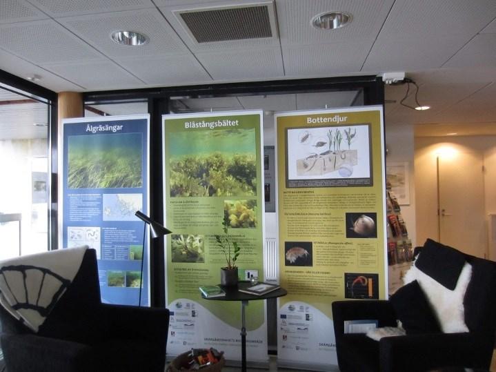Näyttelyt ovat lainattavissa Näyttely Under ytan ( Pinnan alla, ylhäällä oleva kuva) on syntynyt Saaristomeren Biosfäärialueen, Åbo Akademin ja Åbolands Fiskarförbundetin yhteistyön tuloksena.