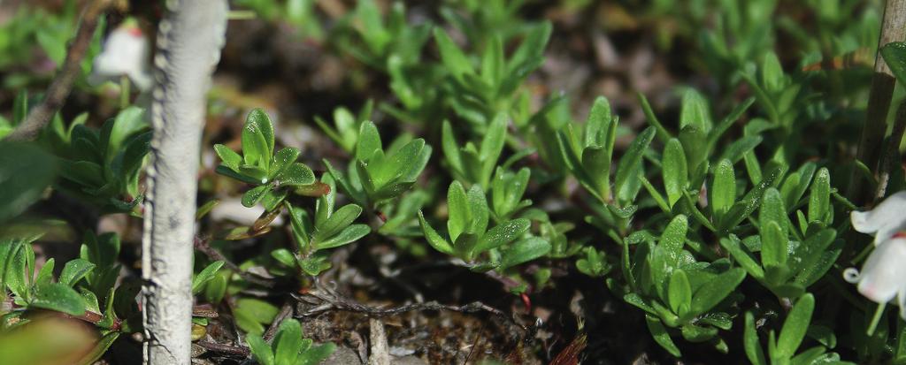 Yleisvaikutelmaksi jäi, että silloin kun naaras oli fysiologisista tai muista syistä valmis munimaan, se ryhtyi siihen hyvin innokkaana, olematta kovinkaan valikoiva munimispaikan ominaisuuksien