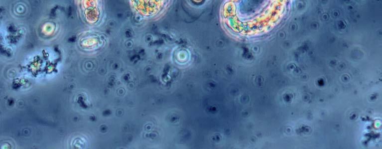 Kasviplanktonrekisterissä on näytteet heinäkuulta ja 9. Kokonaisbiomassa on niiden mukaan pienentynyt voimakkaasti:,9 g m - vuonna ;, g m - vuonna 9;,6 g m - vuonna 5.